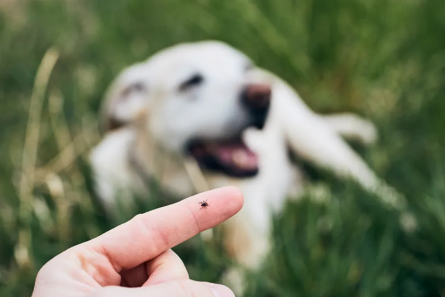 Mann hat eine Zecke von seinem Hund entfernt