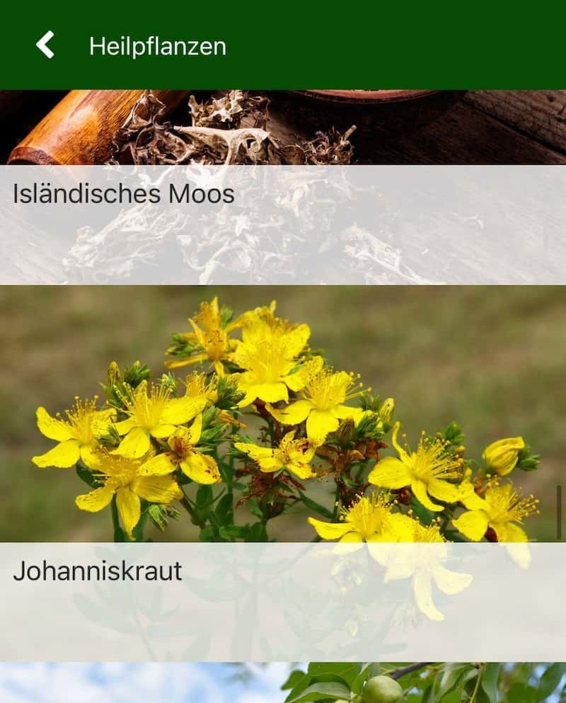Heilpflanzen: Isländischhes Moos und Johanniskraut
