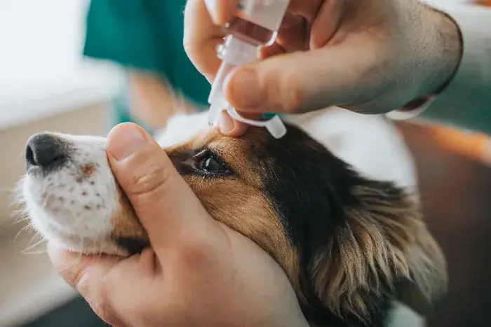 Mann gibt seinem Hund Augentropfen