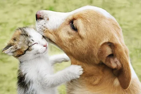 Hund und Katze in der Natur spielen zusammen